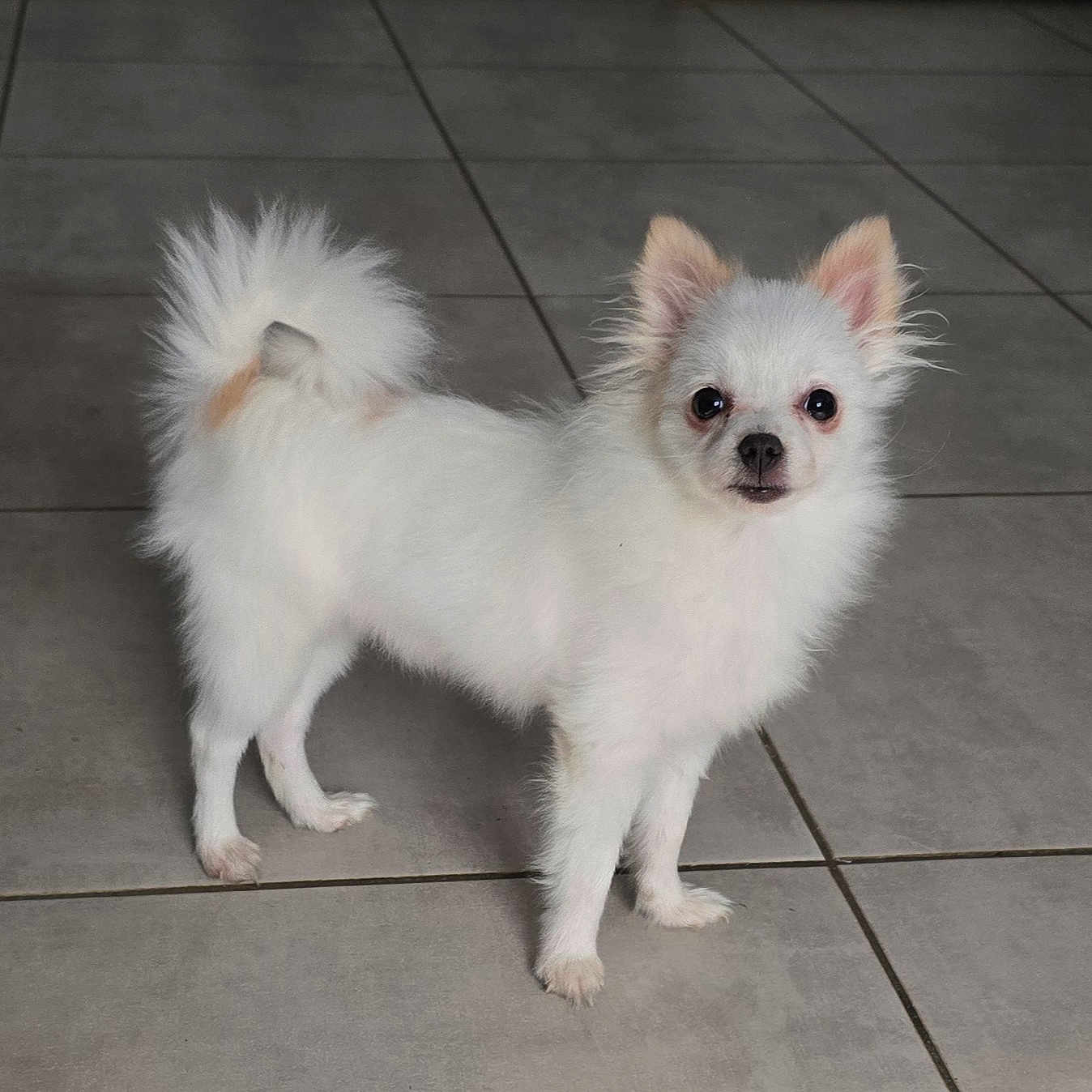 Bella a rejoint le concours — aidez-le/la à gagner de superbes lots ! dog, puppy, white_fur, fluffy, small_dog, standing, pointed_ears, curled_tail, black_nose, dark_eyes, pet, animal, indoor, tiled_floor, portrait, cute, adorable, looking_at_camera, long_fur, canine