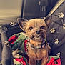 dog, small_dog, pet_car_seat, blanket, paw_prints, collar, car_interior, seatbelt, cute, fluffy, brown_fur, ears, pet_accessory, travel, cozy, heart_doodle, sparkle_doodle, portrait, indoors, animal