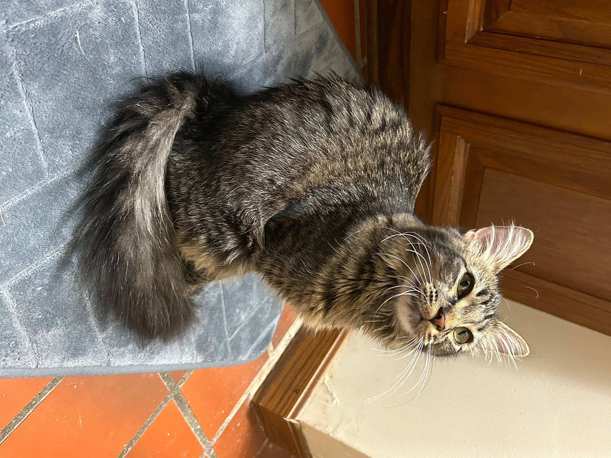 Milo is registered to the contest to win money with this photo: box, cabinetry, carnivore, cat, claw, comfort, domestic_short_haired_cat, door, felidae, flooring, fur, paw, shipping_box, small_to_medium_sized_cats, snout, tail, terrestrial_animal, whiskers