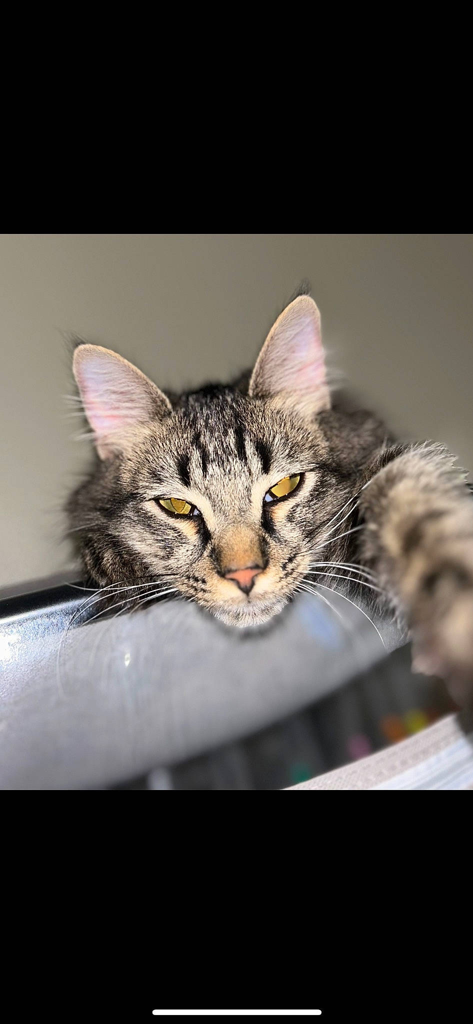 Milo is registered to the contest to win money with this photo: art, carnivore, cat, claw, domestic_short_haired_cat, eye, felidae, fur, macro_photography, paw, photo_caption, small_to_medium_sized_cats, snout, still_life_photography, whiskers, wildlife