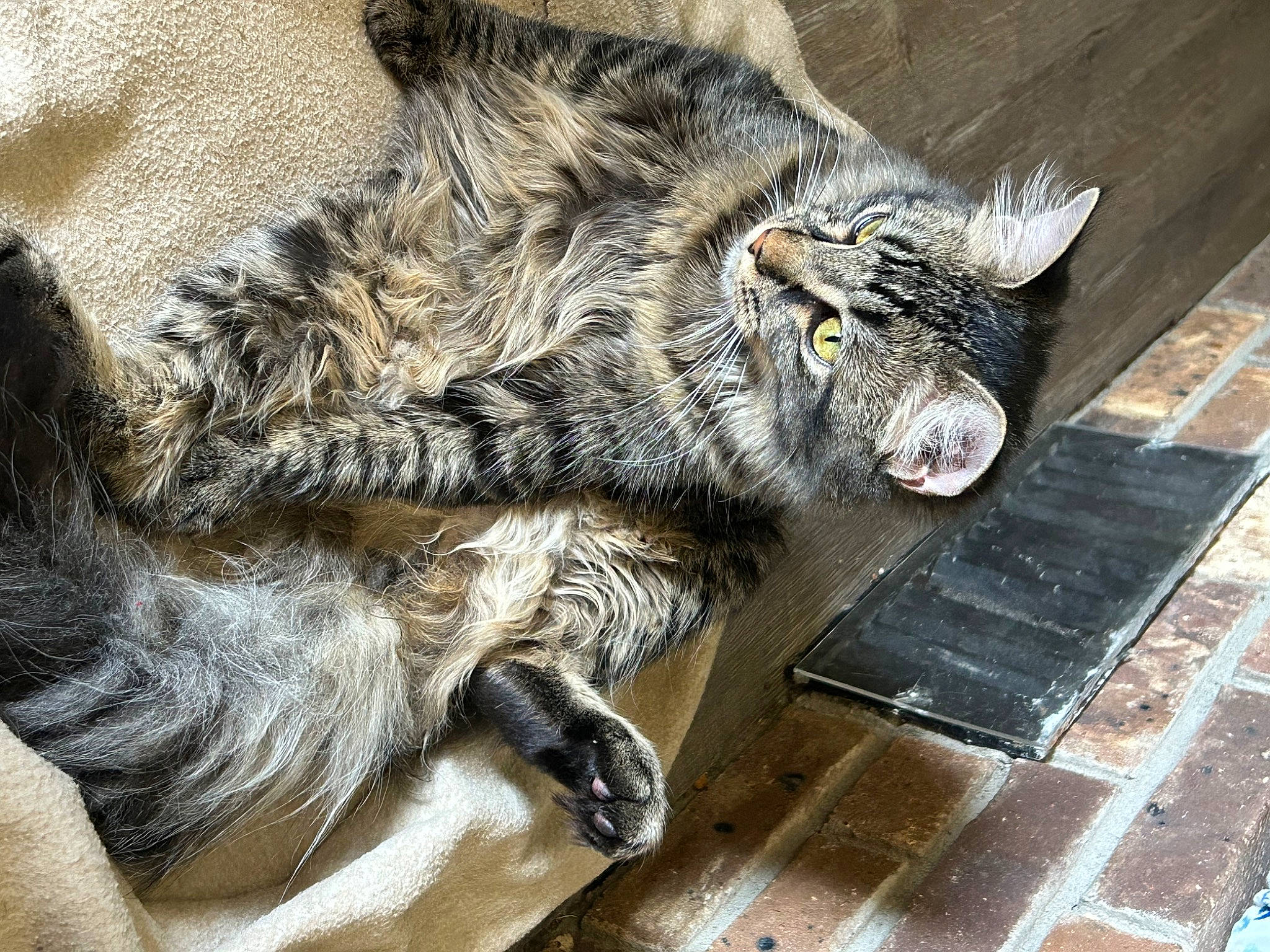 Milo joined the competition — help win amazing prizes! carnivore, cat, claw, domestic_short_haired_cat, felidae, flooring, fur, grey, mammal, nap, paw, sleep, small_to_medium_sized_cats, snout, tail, terrestrial_animal, vertebrate, whiskers, wood