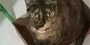 Cookie joined the competition — help win amazing prizes! animal, box, brown_fur, cat, close_up, curious, cute, domestic_cat, ears, feline, floor_tiles, fur, home, indoor, looking_up, pet, sitting, small_box, tiled_floor, whiskers