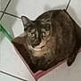Cookie joined the competition — help win amazing prizes! cat, box, tiled_floor, indoor, pet, animal, looking_up, fur, whiskers, ears, curious, domestic_cat, brown_fur, floor_tiles, small_box, sitting, close_up, feline, cute, home