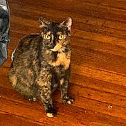 Cookie joined the competition — help win amazing prizes! alert, animal, cat, companion, cute, domestic_animal, eyes, feline, fur, indoor, looking, mammal, paws, pet, portrait, sitting, tortoiseshell, whiskers, wooden_floor, yellow_eyes