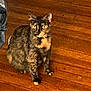 alert, animal, cat, companion, cute, domestic_animal, eyes, feline, fur, indoor, looking, mammal, paws, pet, portrait, sitting, tortoiseshell, whiskers, wooden_floor, yellow_eyes