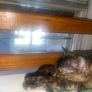 Cookie is registered to the contest to win money with this photo: cat, tortoiseshell_cat, sleeping, paw, wooden_headboard, window, indoor, resting, pet, feline, cozy, home, quiet, fur, animal, closeup, relaxing, soft_surface, sunlight, peaceful