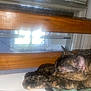 cat, tortoiseshell_cat, sleeping, paw, wooden_headboard, window, indoor, resting, pet, feline, cozy, home, quiet, fur, animal, closeup, relaxing, soft_surface, sunlight, peaceful