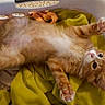 animal, cat, clothes, cute, domestic_cat, feline, fur, indoor, laundry_basket, orange_tabby, paw, pet, pink_paw_pads, playful, relaxed, sleepy, soft, stretching, whiskers, yellow_cloth