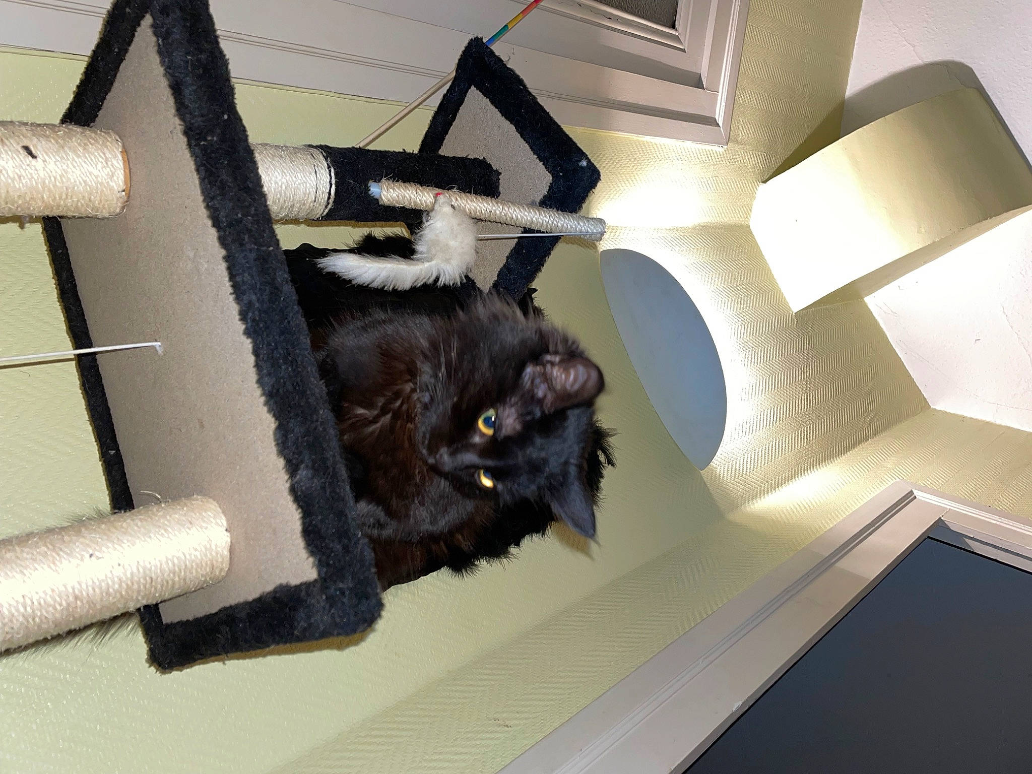 Arthémis participe au concours pour gagner de l'argent avec cette photo : black_cat, bombay, carnivore, cat, cat_supply, chair, comfort, domestic_short_haired_cat, felidae, fur, hardwood, lamp, pet_supply, room, small_to_medium_sized_cats, stairs, tail, tints_and_shades, whiskers, wood