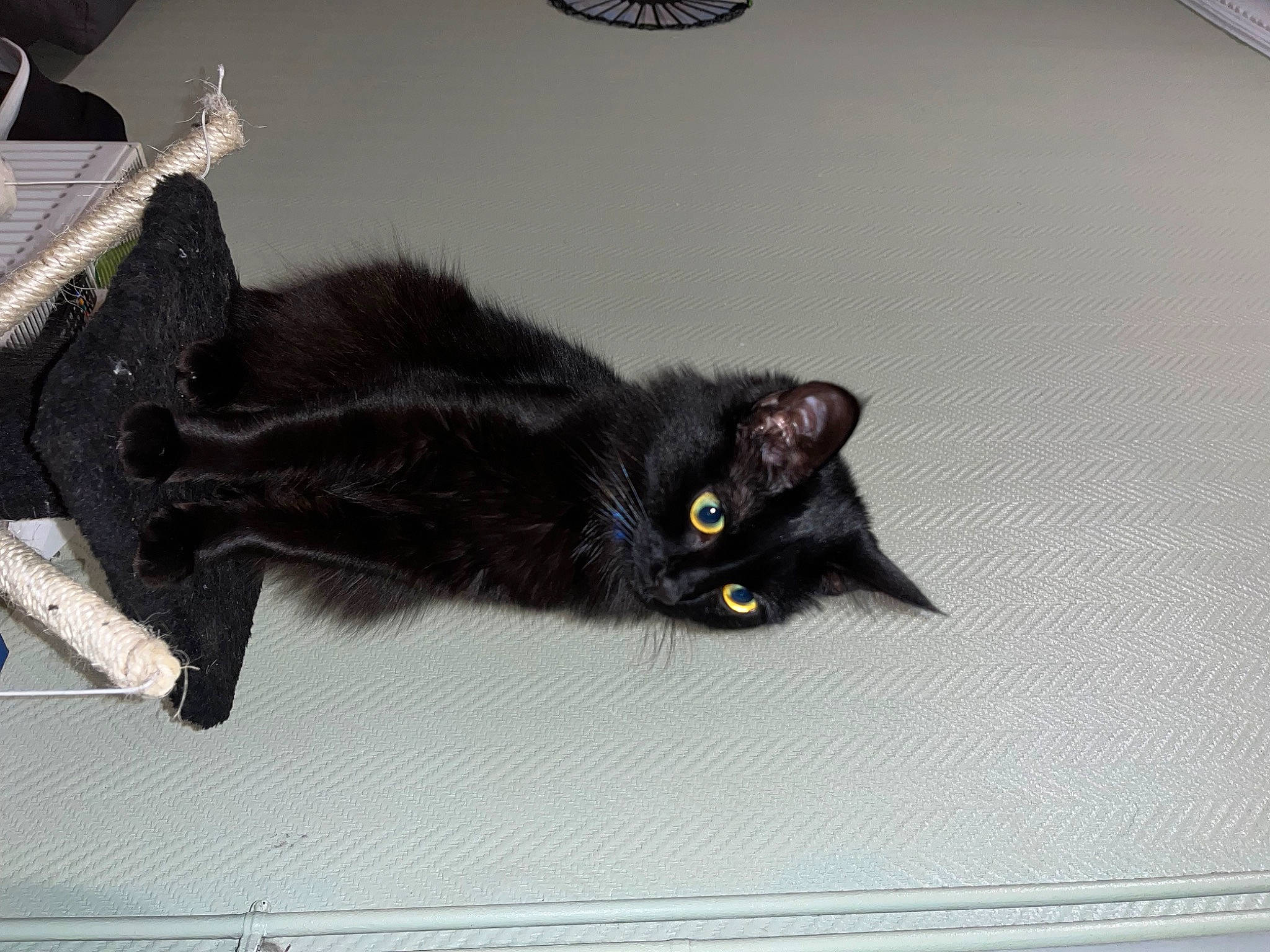 Arthémis participe au concours pour gagner de l'argent avec cette photo : black_cat, bombay, carnivore, cat, claw, domestic_short_haired_cat, felidae, flooring, fur, grey, paw, small_to_medium_sized_cats, snout, tail, terrestrial_animal, whiskers