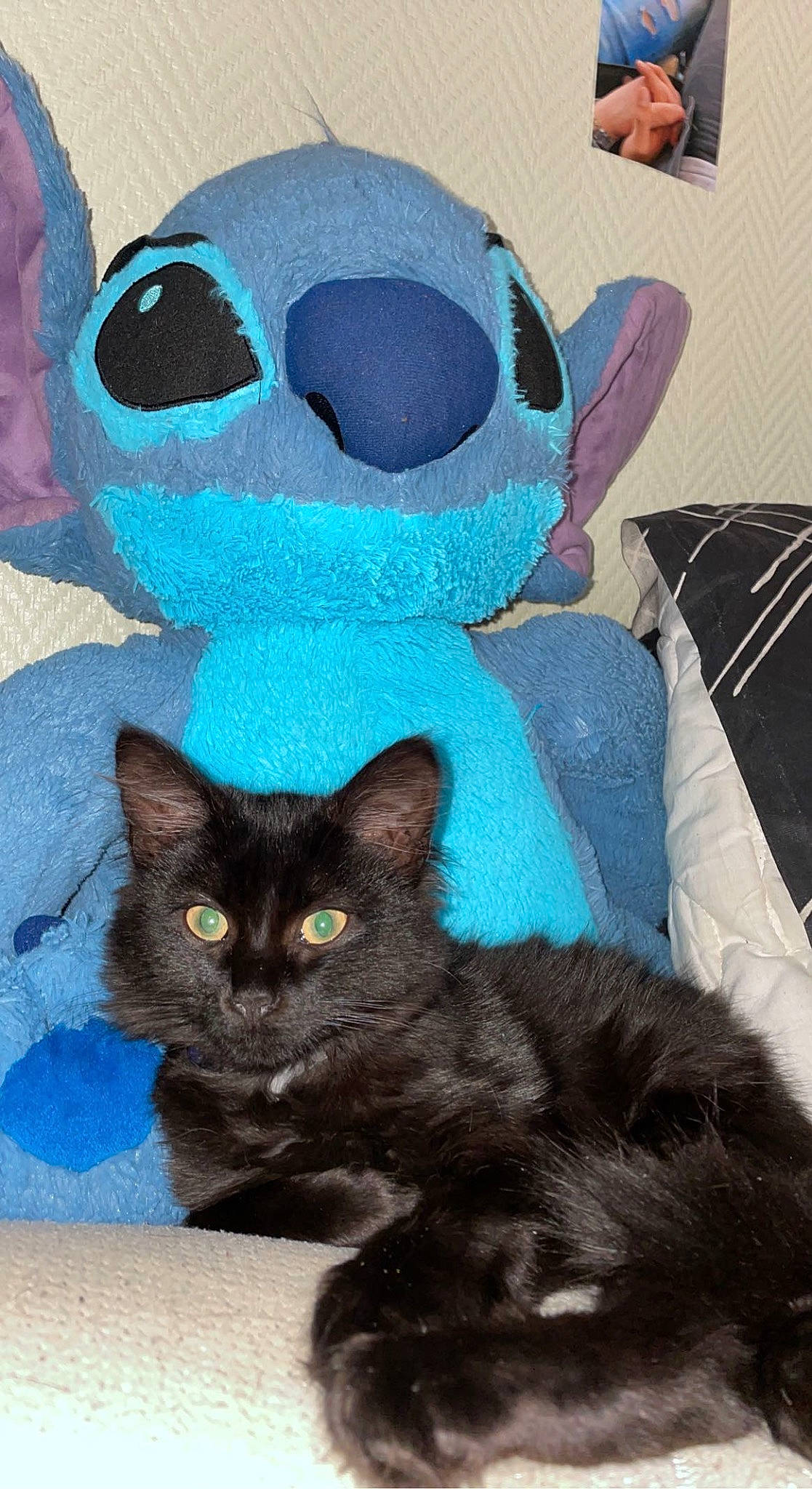 Arthémis a rejoint le concours — aidez-le/la à gagner de superbes lots ! automotive_tire, black_cat, blue, carnivore, cat, cat_supply, comfort, domestic_short_haired_cat, door, electric_blue, felidae, fur, green, grey, mammal, small_to_medium_sized_cats, snout, tail, vertebrate, whiskers