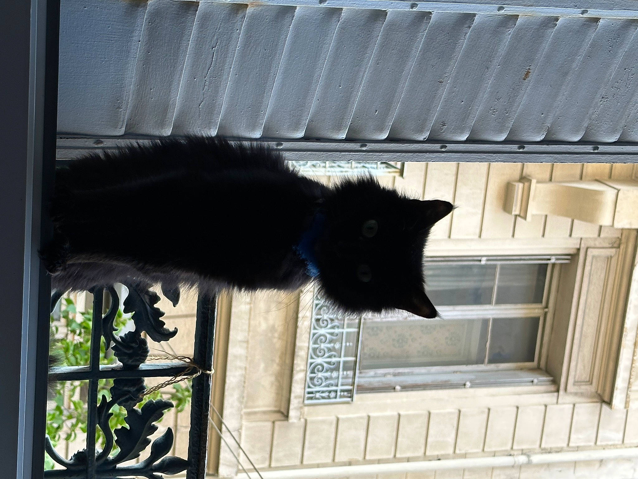 Arthémis participe au concours pour gagner de l'argent avec cette photo : black_cat, bombay, carnivore, cat, domestic_short_haired_cat, felidae, fixture, fur, plant, room, shadow, small_to_medium_sized_cats, tail, tints_and_shades, whiskers, window