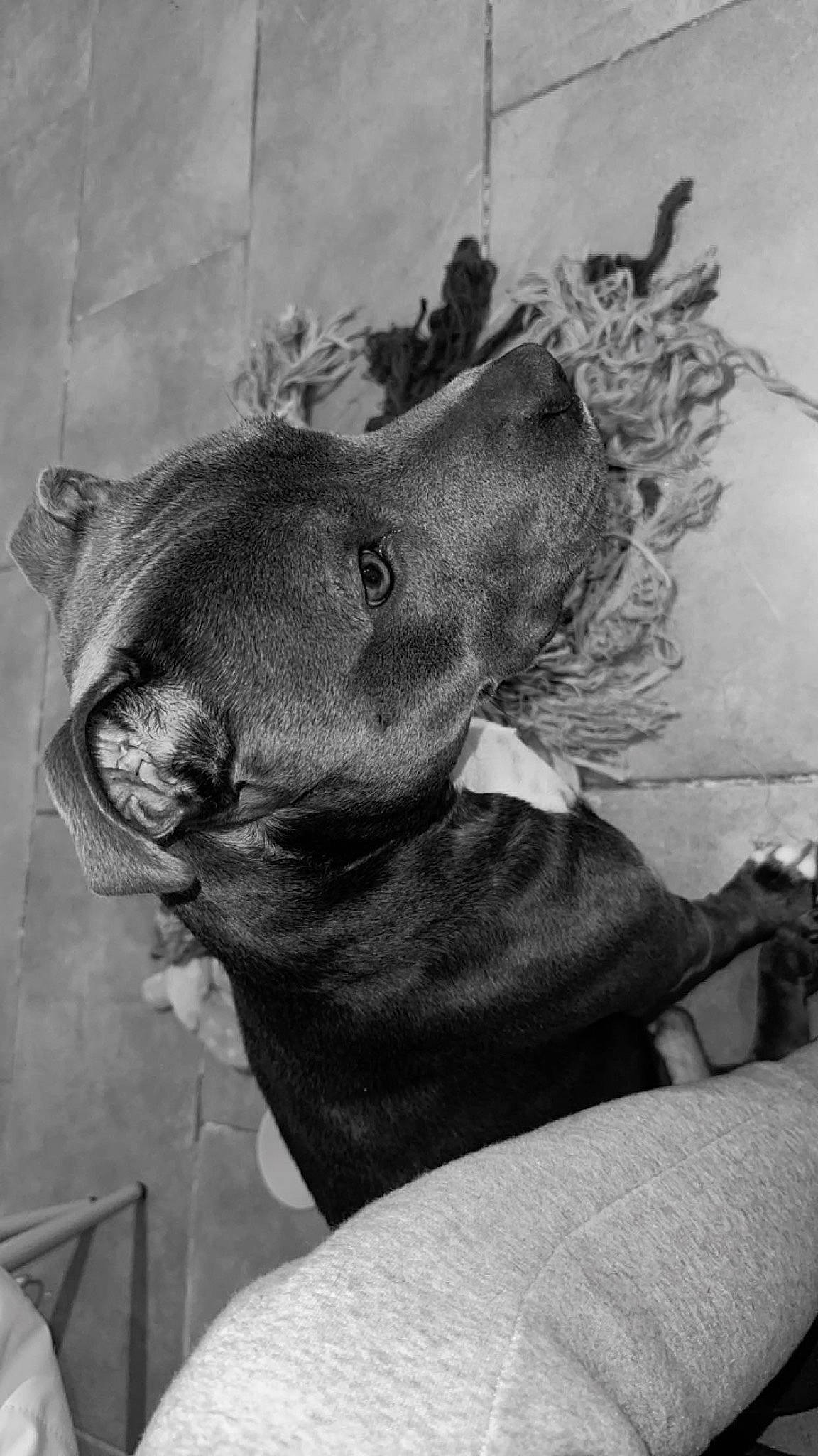 Gucci participe au concours pour gagner de l'argent avec cette photo : carnivore, comfort, companion_dog, dog, dog_breed, dog_collar, ear, fur, gesture, grey, jaw, monochrome, monochrome_photography, snout, sporting_group, terrestrial_animal, tints_and_shades, whiskers, working_animal, wrinkle