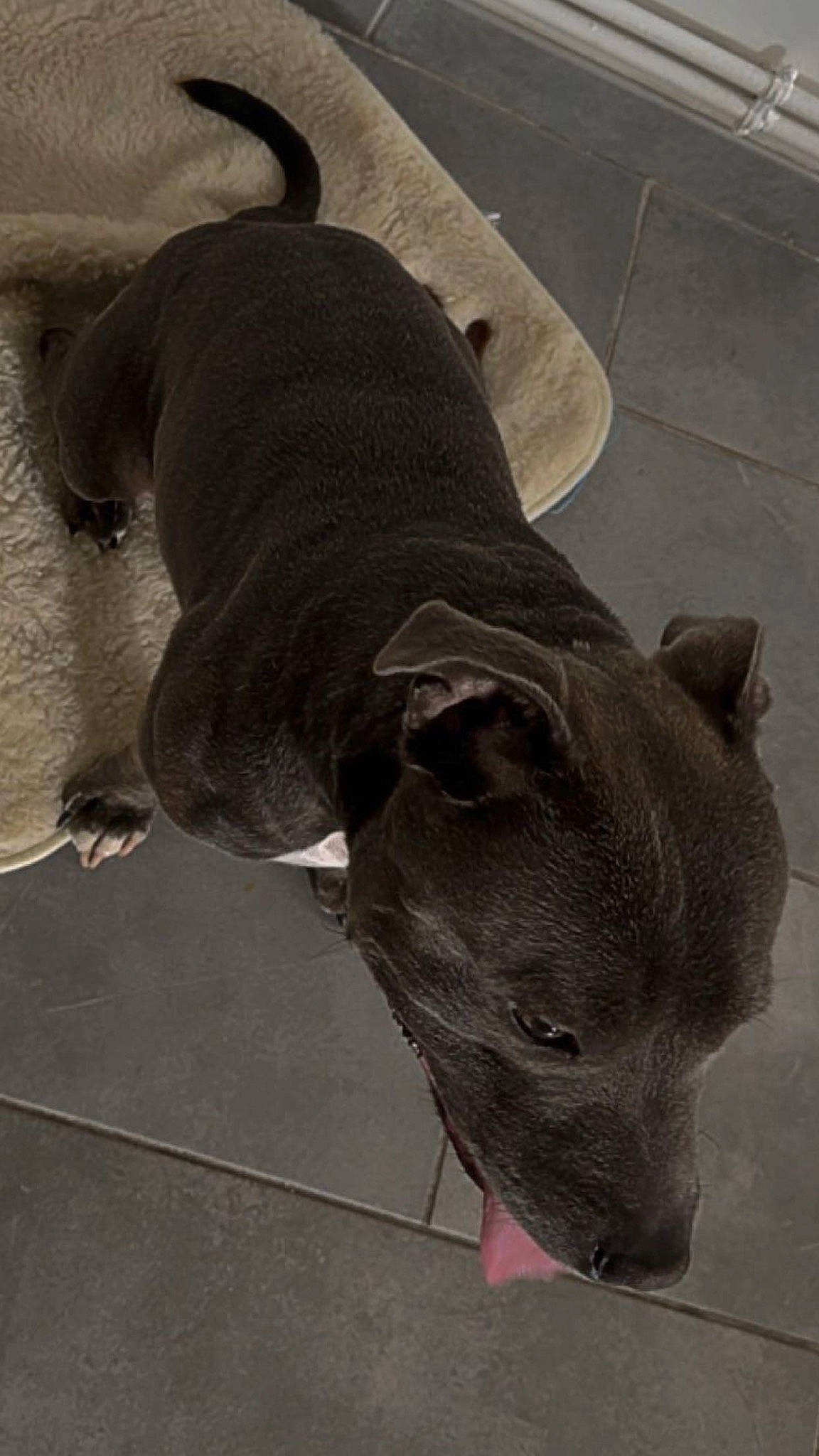 Gucci participe au concours pour gagner de l'argent avec cette photo : art, canidae, carnivore, collar, companion_dog, dog, dog_breed, fashion_accessory, fawn, flooring, grey, metal, pet_supply, sculpture, snout, sporting_group, terrestrial_animal, visual_arts, whiskers, working_animal