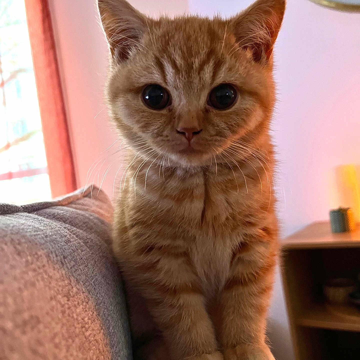Clotaire participe au concours pour gagner de l'argent avec cette photo : abyssinian, animal, architecture, building, cat, chair, couch, cushion, furniture, hardwood, homedecor, indoors, interiordesign, kitten, livingroom, manx, pet, room, shelf, wood