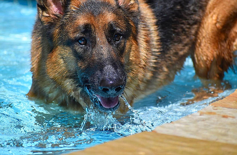 Gaston joined the competition — help win amazing prizes! biting, canidae, carnivore, dog, dog_breed, east_european_shepherd, eye, fawn, fur, german_shepherd_dog, guard_dog, herding_dog, old_german_shepherd_dog, snout, sporting_group, terrestrial_animal, water, whiskers, wildlife, working_dog