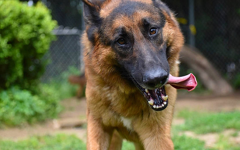 Gaston joined the competition — help win amazing prizes! art, belgian_shepherd_malinois, canidae, carnivore, companion_dog, dog, dog_breed, fawn, german_shepherd_dog, grass, guard_dog, herding_dog, old_german_shepherd_dog, plant, snout, sporting_group, terrestrial_animal, whiskers, wildlife, working_dog