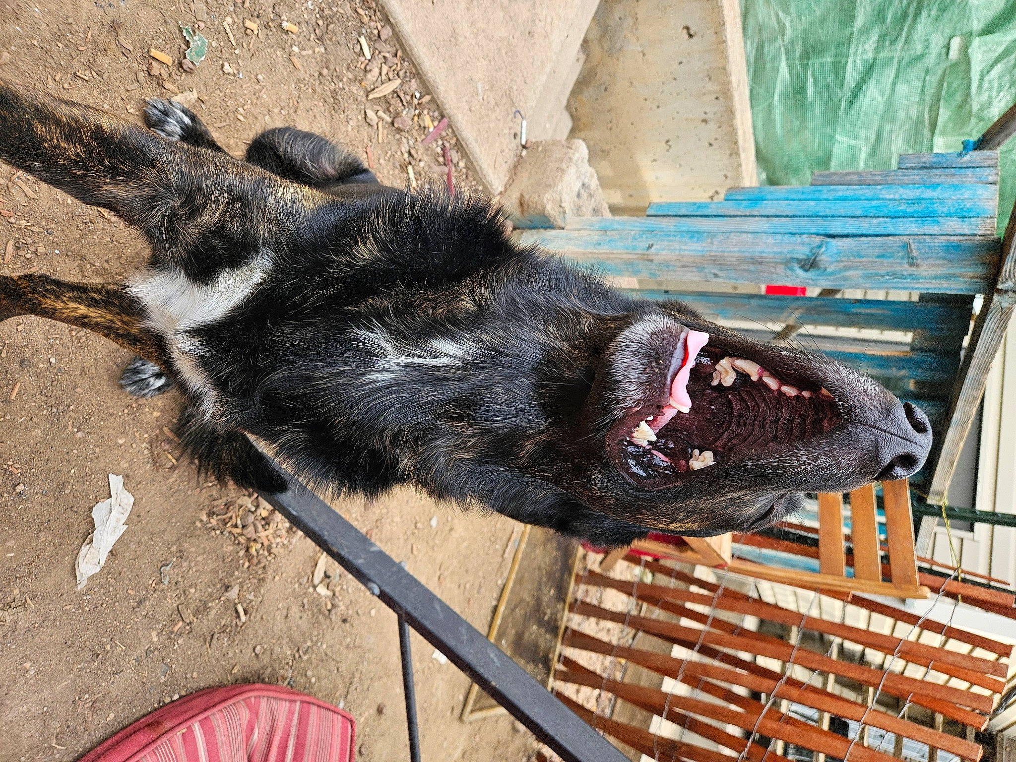 Floki is registered to the contest to win money with this photo: canidae, carnivore, claw, dog_breed, foot, fur, shadow, sporting_group, tail, terrestrial_animal, wood