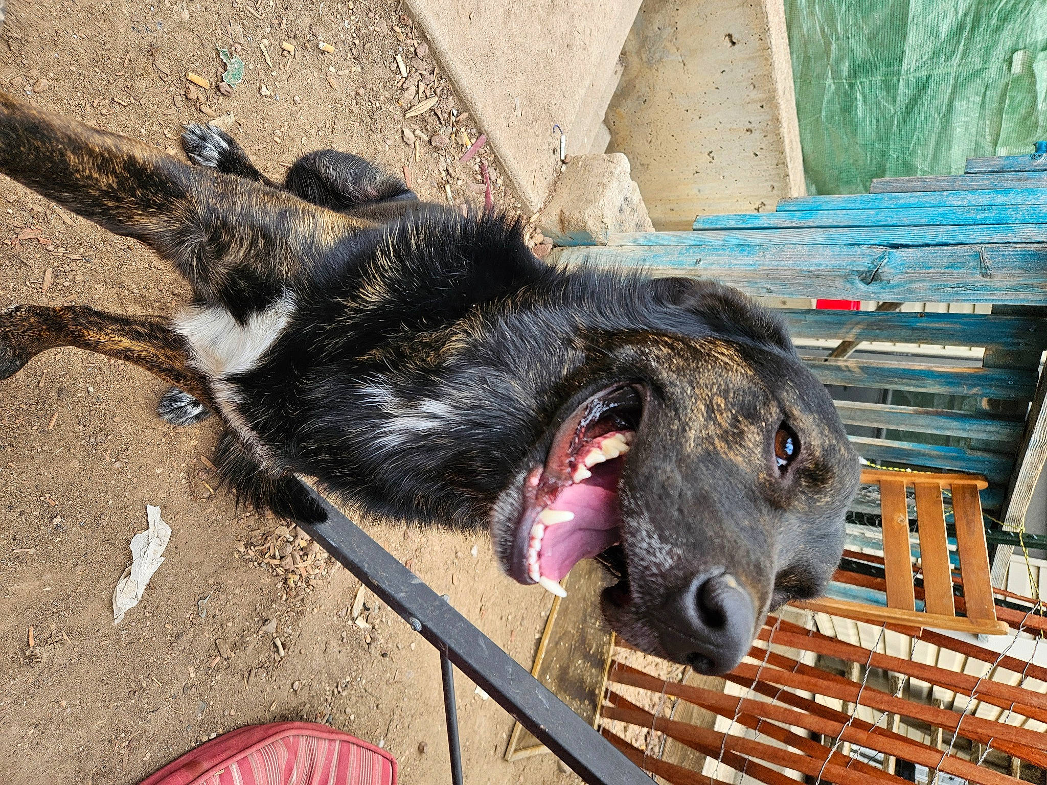 Floki is registered to the contest to win money with this photo: canidae, claw, dog_breed, foot, fur, livestock, paw, snout, sporting_group, tail, terrestrial_animal, vertebrate, whiskers, wood, working_animal, zoo