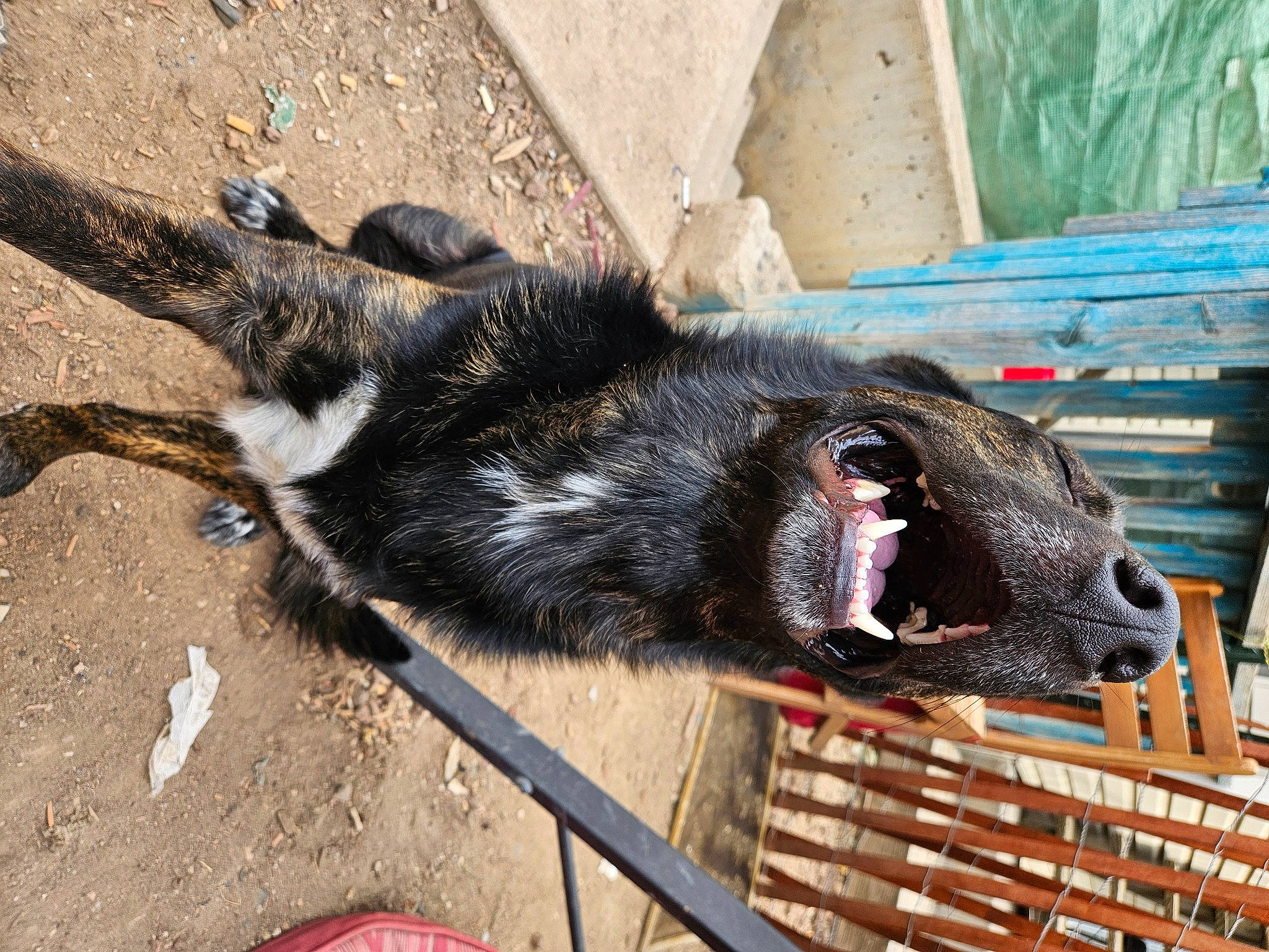Floki is registered to the contest to win money with this photo: animal_shelter, canidae, carnivore, claw, dog_breed, foot, fur, livestock, paw, snout, suidae, tail, terrestrial_animal, wood, working_animal