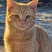 Merlin joined the competition — help win amazing prizes! cat, ginger_cat, tabby, animal, outdoor, sunlight, fur, whiskers, closeup, portrait, pet, nature, vehicle, dusty_ground, golden_hour, calm, curious, ears, face