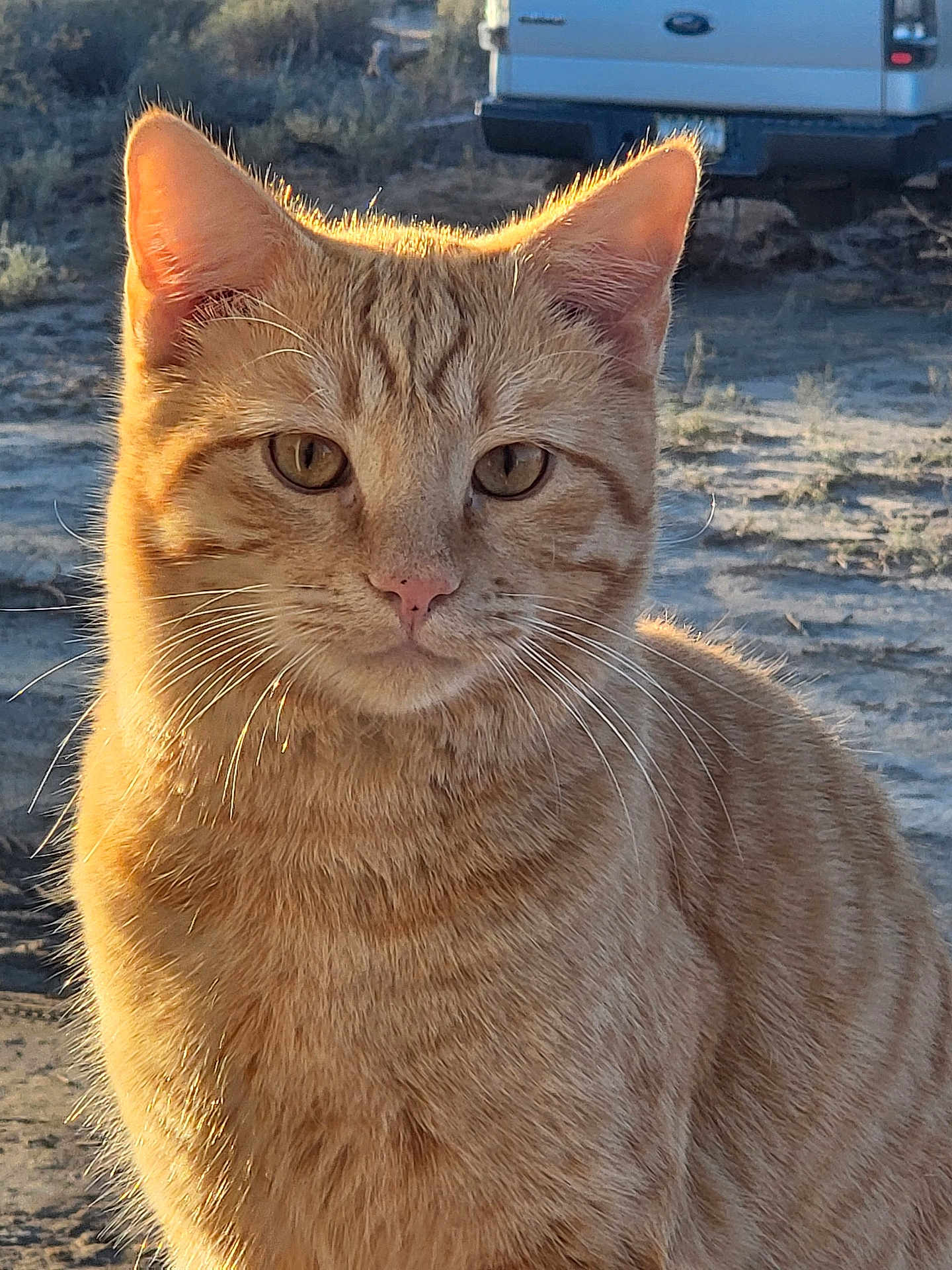 Merlin joined the competition — help win amazing prizes! cat, ginger_cat, tabby, animal, outdoor, sunlight, fur, whiskers, closeup, portrait, pet, nature, vehicle, dusty_ground, golden_hour, calm, curious, ears, face