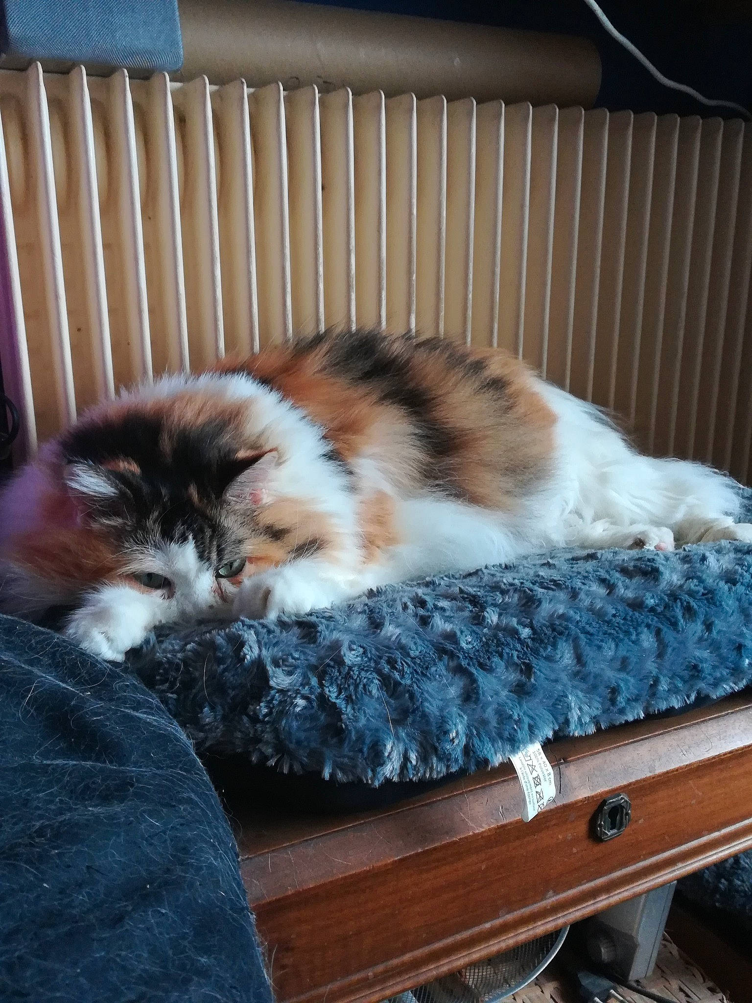 TEKILA a rejoint le concours — aidez-le/la à gagner de superbes lots ! aegean_cat, american_curl, british_semi_longhair, carnivore, cat, cymric, domestic_long_haired_cat, fawn, felidae, fur, mammal, nap, norwegian_forest_cat, polydactyl_cat, ragamuffin, small_to_medium_sized_cats, tail, whiskers