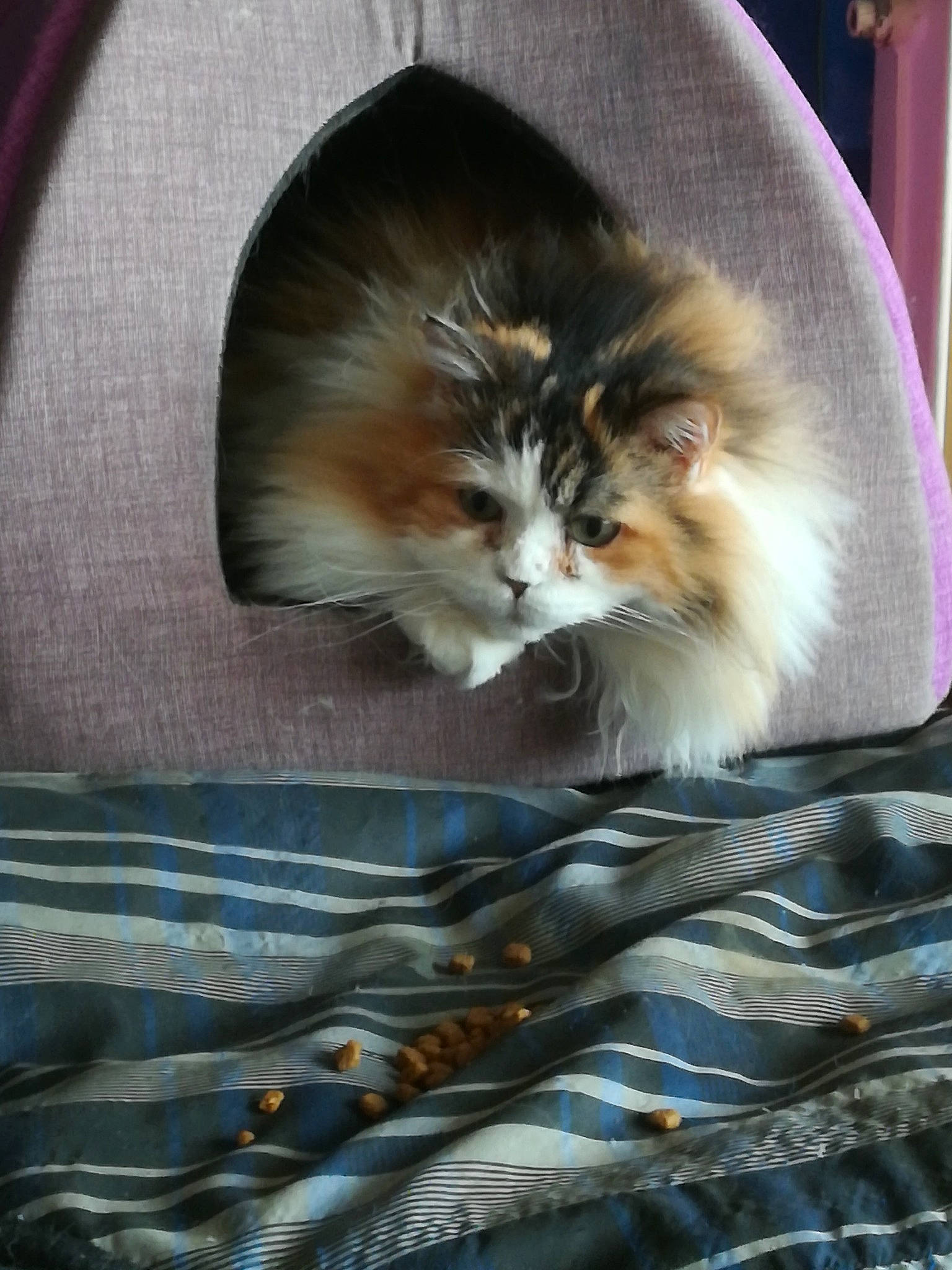 TEKILA a rejoint le concours — aidez-le/la à gagner de superbes lots ! carnivore, cat, domestic_long_haired_cat, fawn, felidae, fur, kitten, norwegian_forest_cat, small_to_medium_sized_cats, snout, whiskers