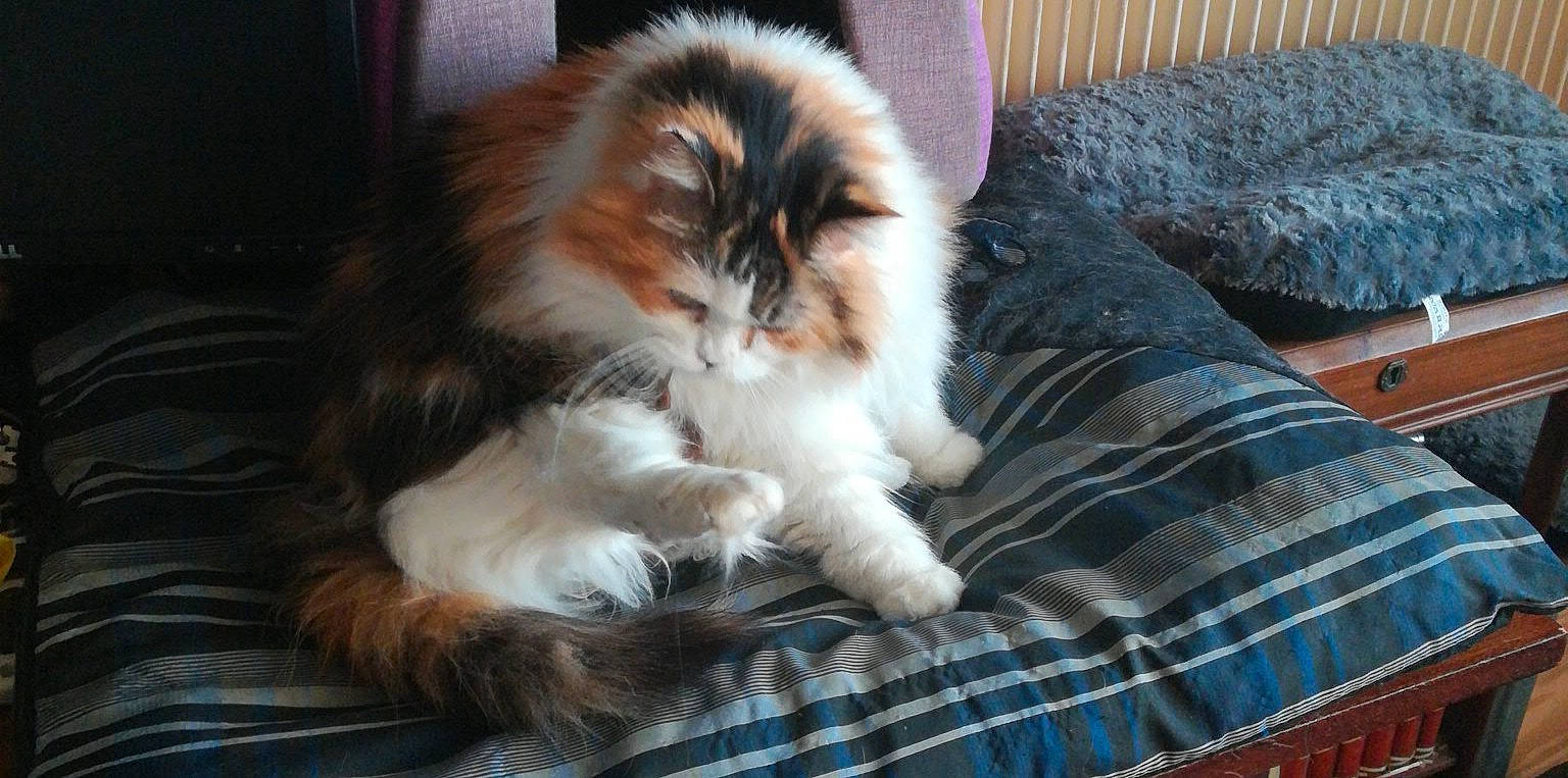 TEKILA participe au concours pour gagner de l'argent avec cette photo : british_longhair, british_semi_longhair, carnivore, cat, cymric, domestic_long_haired_cat, felidae, fur, kitten, maine_coon, mammal, norwegian_forest_cat, persian, ragamuffin, siberian, small_to_medium_sized_cats, vertebrate, whiskers