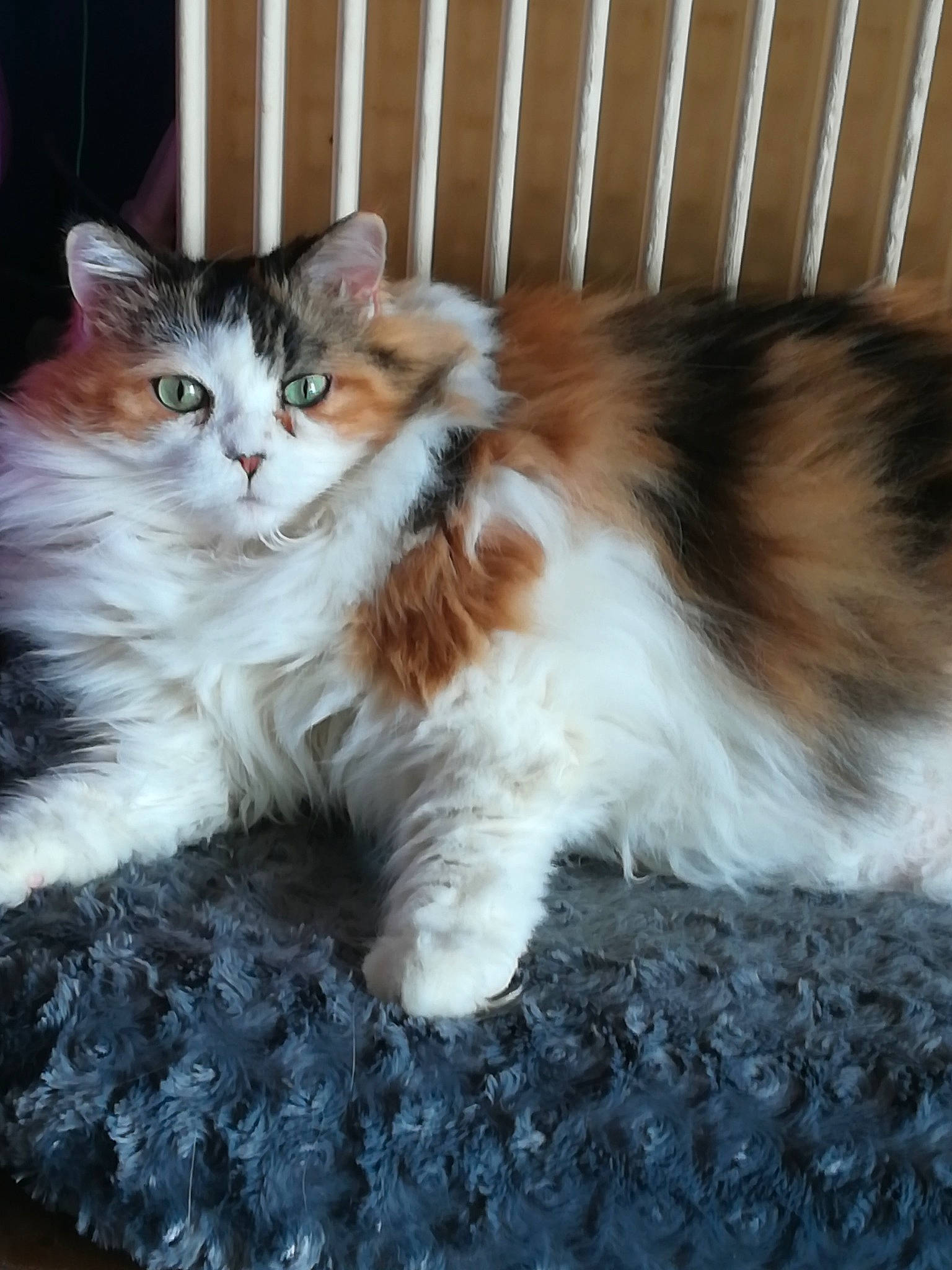 TEKILA
