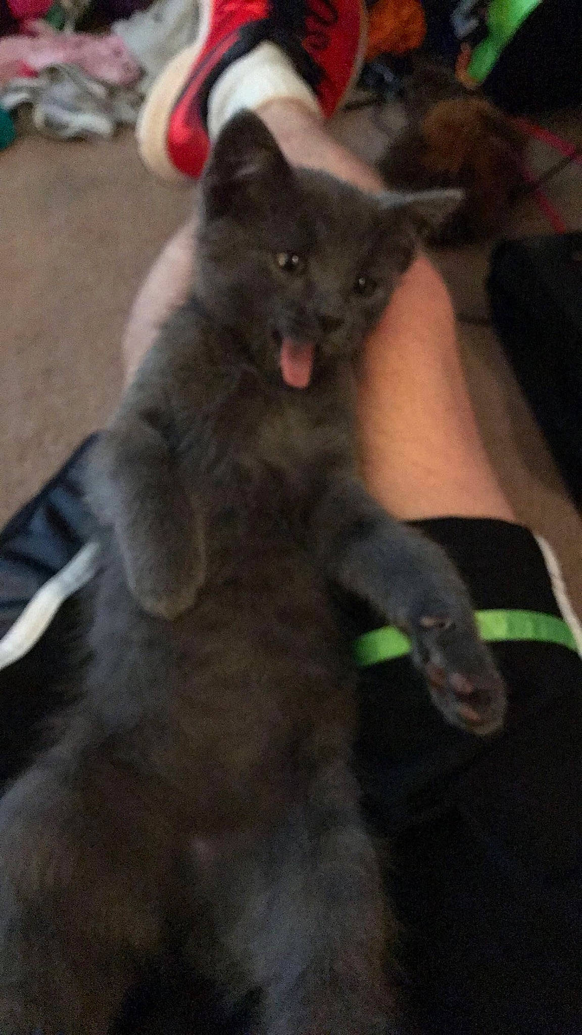 Jango is registered to the contest to win money with this photo: black_cat, carnivore, cat, claw, comfort, dog_breed, domestic_short_haired_cat, ear, felidae, fur, grey, paw, russian_blue, small_to_medium_sized_cats, tail, terrestrial_animal, whiskers