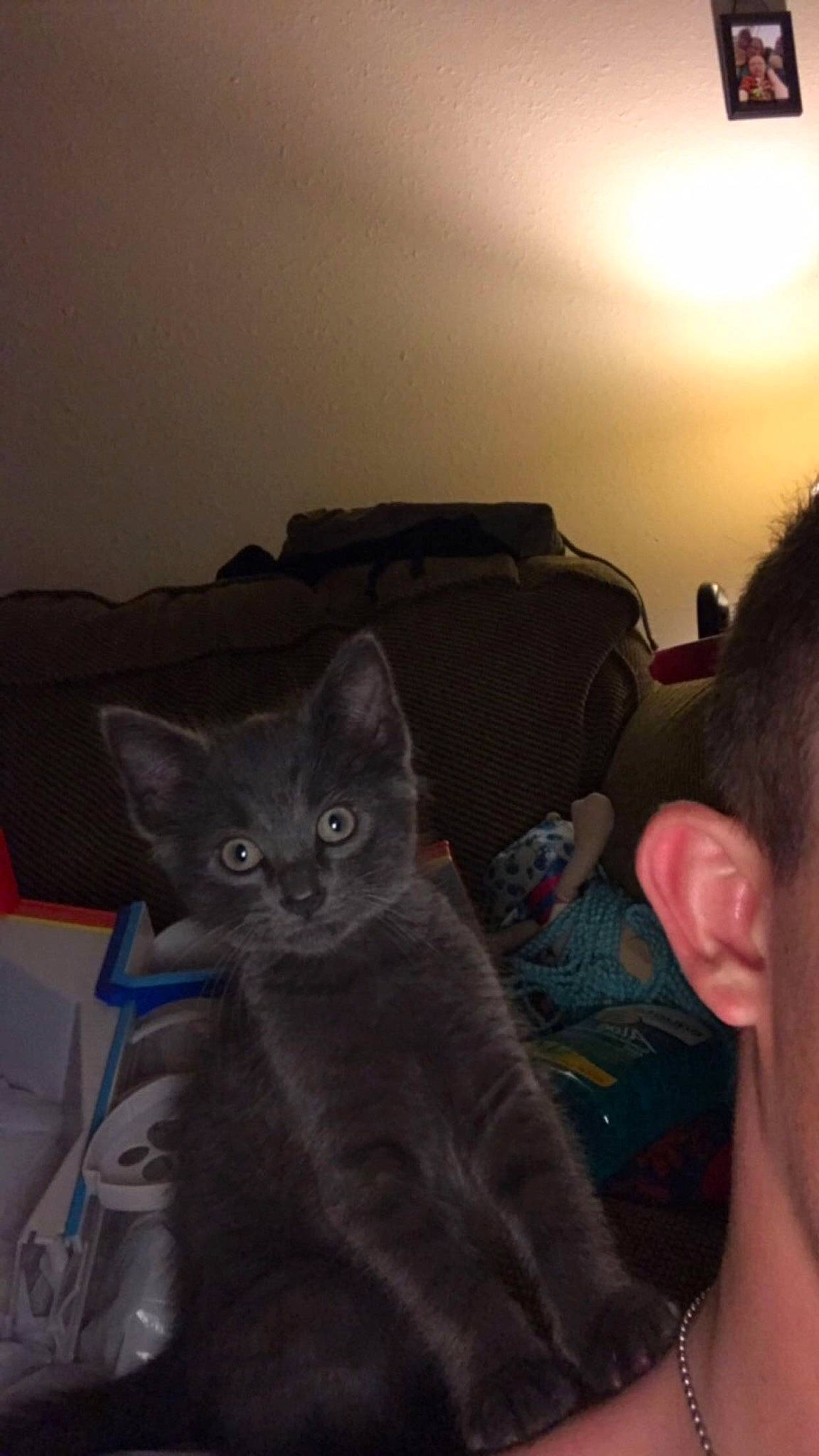 Jango joined the competition — help win amazing prizes! audio_equipment, black_cat, carnivore, cat, comfort, domestic_short_haired_cat, ear, facial_hair, felidae, fur, gadget, gesture, grey, mammal, selfie, sitting, small_to_medium_sized_cats, tail, vertebrate, whiskers