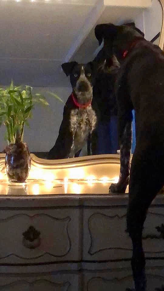 Marlowe is registered to the contest to win money with this photo: canidae, carnivore, companion_dog, dog, dog_breed, dog_collar, fawn, flowerpot, houseplant, mammal, plant, schnauzer, serveware, snout, sporting_group, tail, toy_dog, vase, vertebrate, working_animal