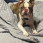 Loki joined the competition — help win amazing prizes! animal, blanket, bulldog, canine, dog, frenchbulldog, pet, pitbull, puppy, quilt