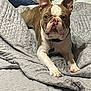 animal, blanket, bulldog, canine, dog, frenchbulldog, pet, pitbull, puppy, quilt