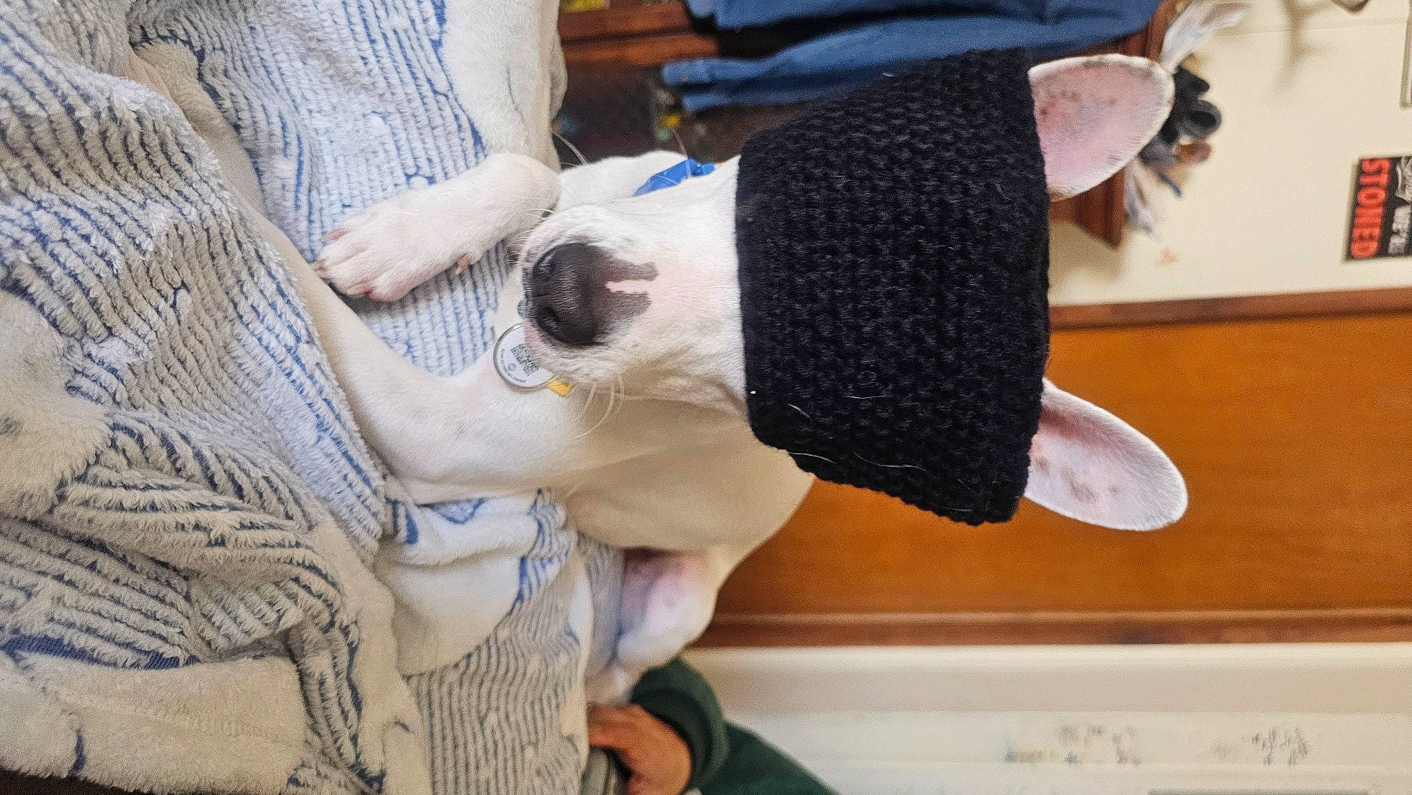 Milo joined the competition — help win amazing prizes! canidae, carnivore, collar, comfort, companion_dog, craft, dog, dog_breed, fawn, fur, non_sporting_group, plush, snout, sporting_group, sunglasses, tail, wool, woolen, working_animal