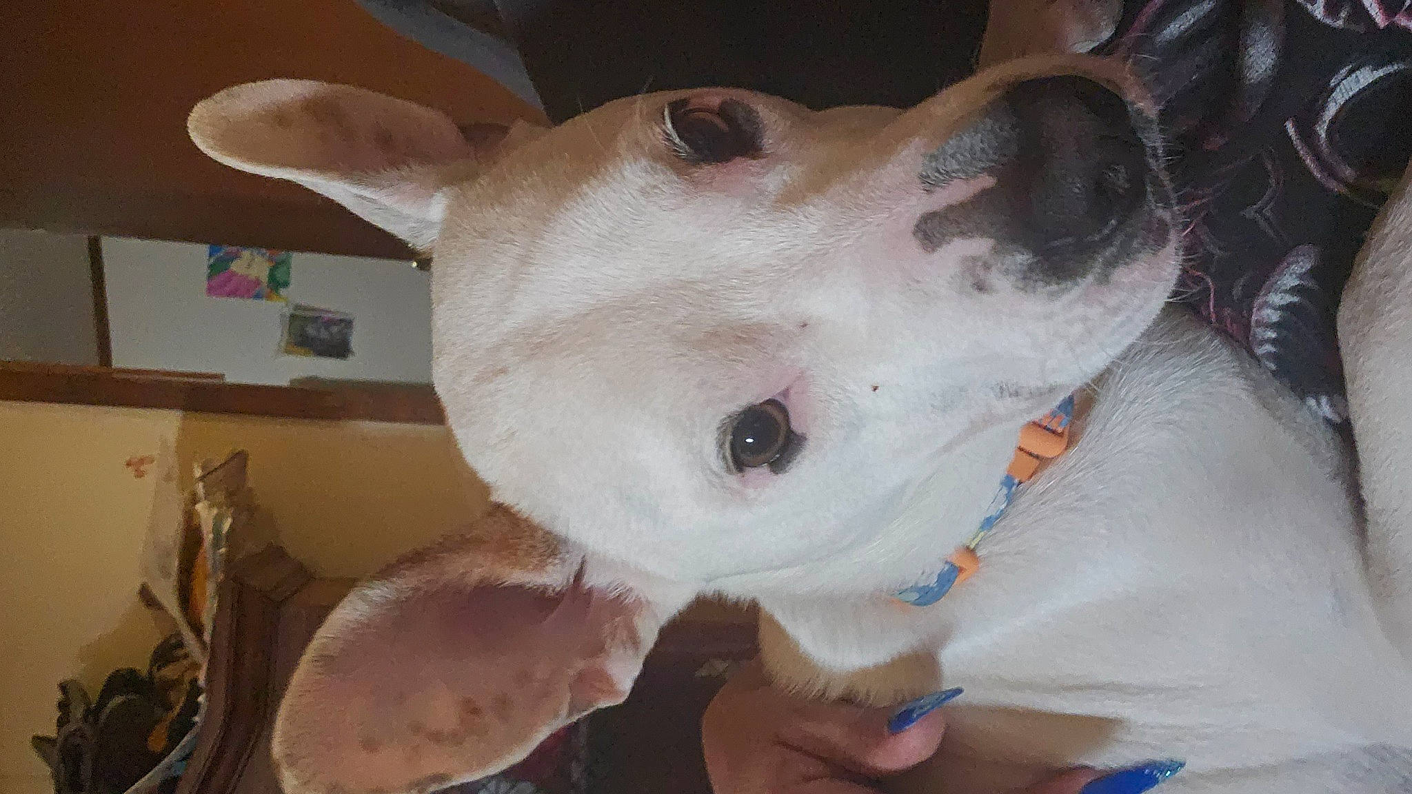 Milo is registered to the contest to win money with this photo: ancient_dog_breeds, canidae, carnivore, collar, companion_dog, dog, dog_breed, dog_collar, ear, fawn, fur, non_sporting_group, snout, sporting_group, terrier, whiskers, working_animal