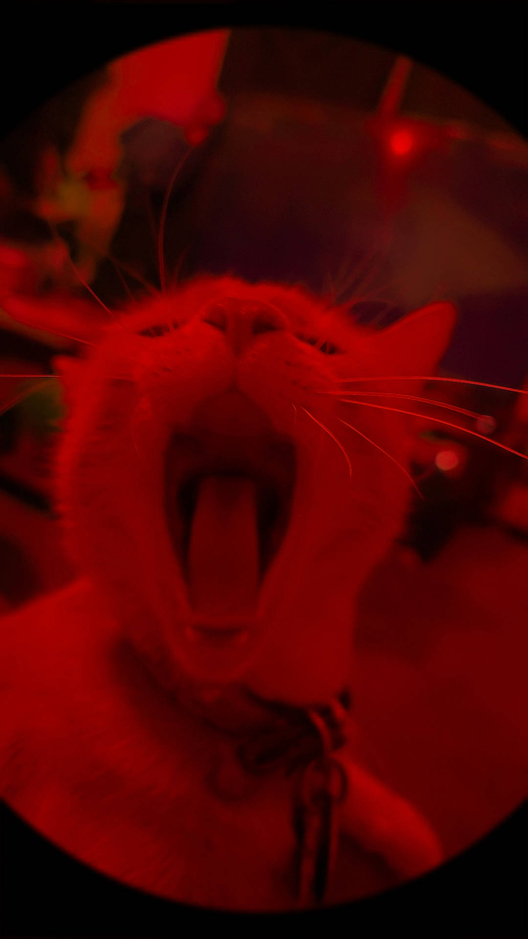 Poseidon joined the competition — help win amazing prizes! carmine, cut_flowers, entertainment, event, eye, eyelash, flower, flowering_plant, fur, human_body, macro_photography, magenta, peach, petal, plant, snout, sunglasses, toy, whiskers, window