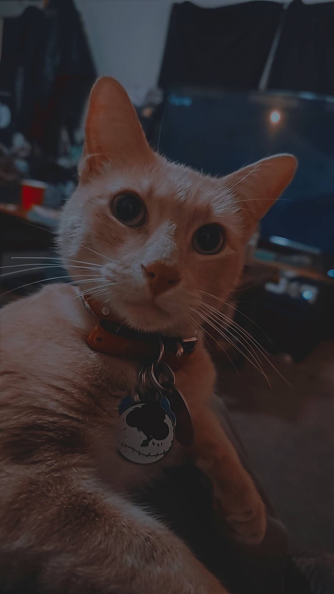 Poseidon is registered to the contest to win money with this photo: carnivore, cat, domestic_short_haired_cat, fawn, felidae, fur, paw, small_to_medium_sized_cats, snout, tail, whiskers