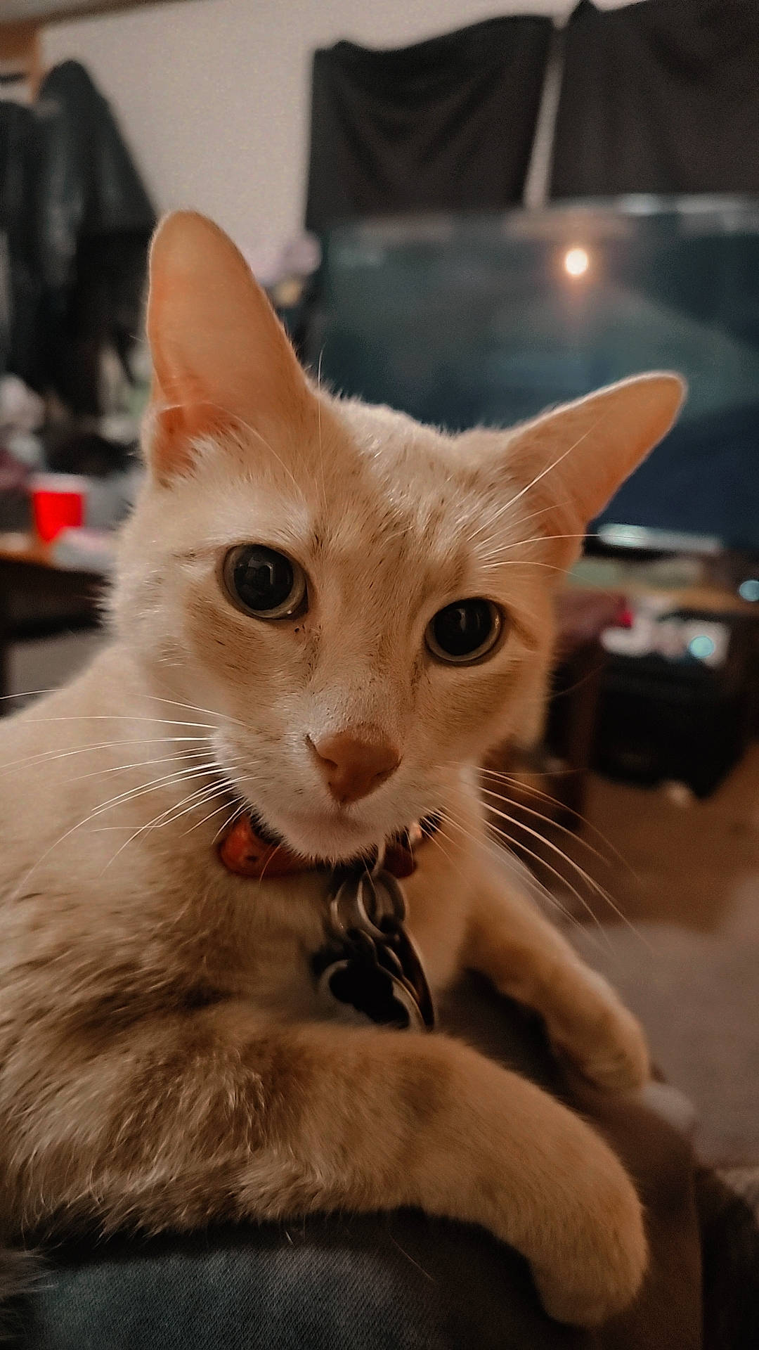 Poseidon joined the competition — help win amazing prizes! carnivore, cat, claw, domestic_short_haired_cat, fawn, felidae, fur, paw, small_to_medium_sized_cats, snout, tail, whiskers