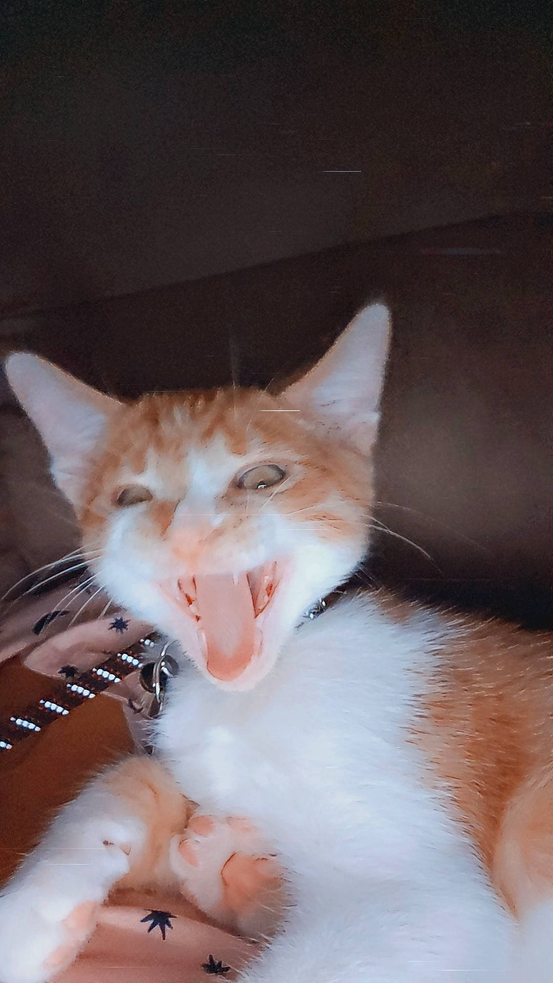 Zeus joined the competition — help win amazing prizes! carnivore, cat, domestic_short_haired_cat, ear, fang, fawn, felidae, fur, paw, small_to_medium_sized_cats, tail, whiskers, window