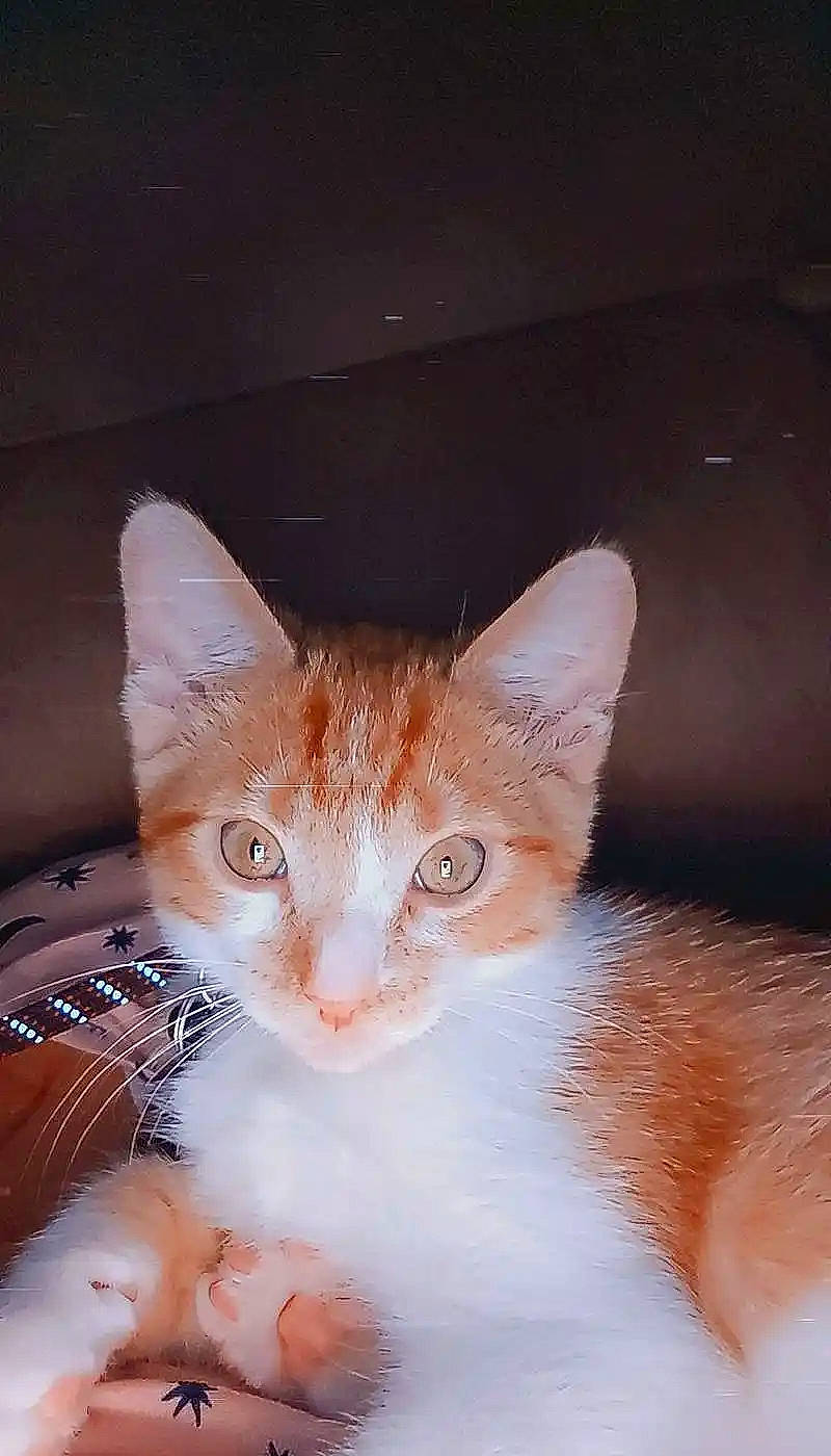 Zeus joined the competition — help win amazing prizes! carnivore, cat, domestic_short_haired_cat, ear, fawn, felidae, fur, paw, small_to_medium_sized_cats, snout, tail, whiskers, wood