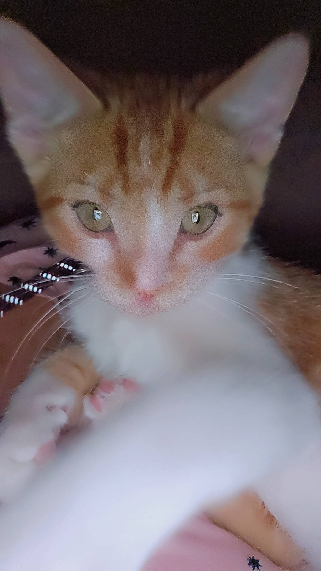 Zeus is registered to the contest to win money with this photo: carnivore, cat, claw, curious, domestic_short_haired_cat, fawn, felidae, fur, iris, paw, small_to_medium_sized_cats, snout, tail, whiskers