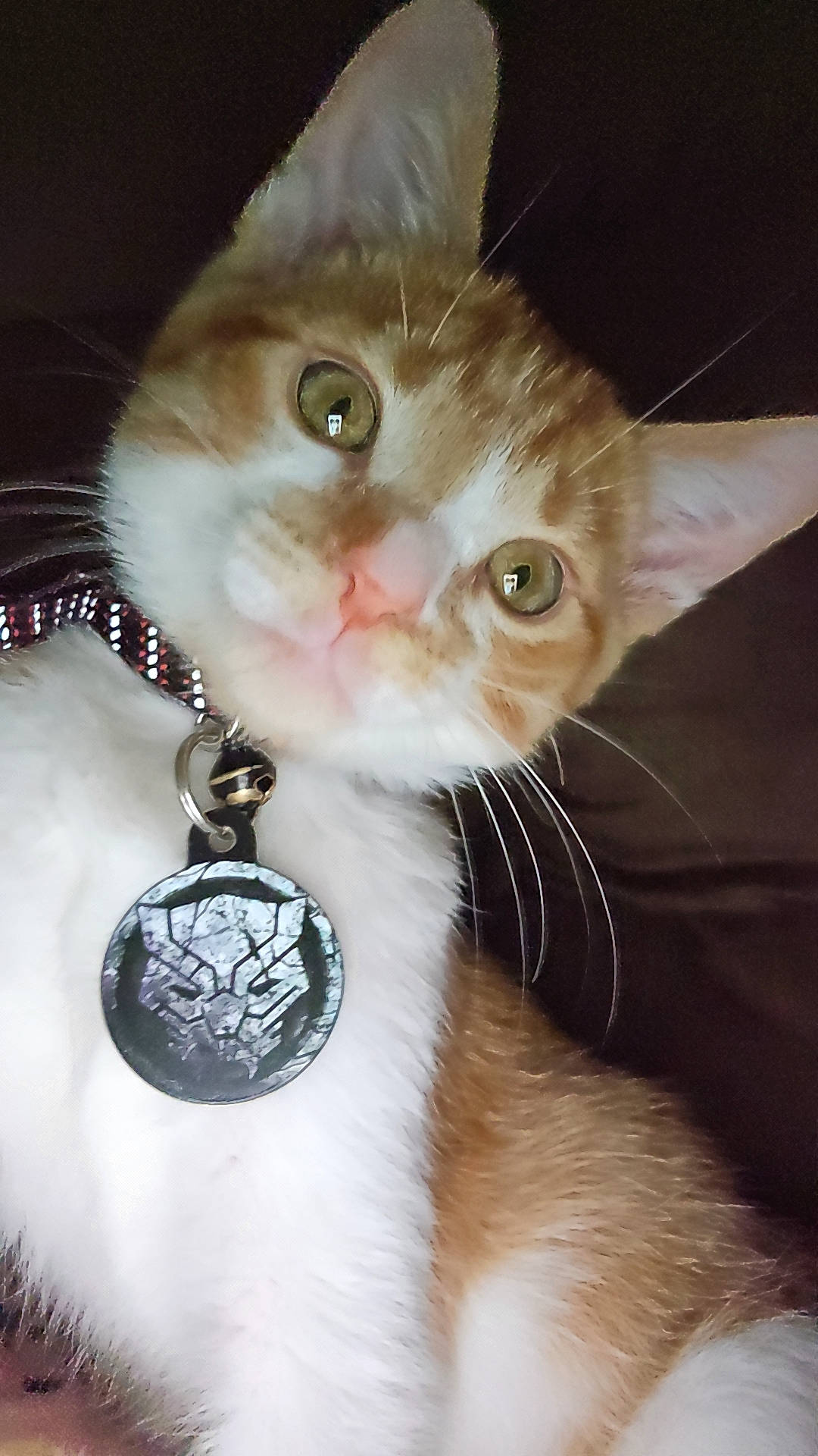 Zeus joined the competition — help win amazing prizes! body_jewelry, carnivore, cat, christmas, christmas_decoration, christmas_ornament, collar, domestic_short_haired_cat, event, fashion_accessory, fawn, felidae, fur, holiday_ornament, jewellery, ornament, small_to_medium_sized_cats, snout, whiskers, window