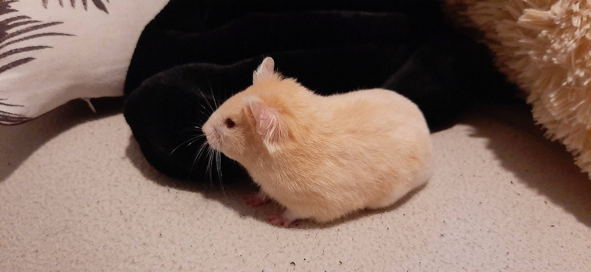 Neige a rejoint le concours — aidez-le/la à gagner de superbes lots ! chinchilla, claw, fawn, fur, gerbil, guinea_pig, hamster, mammal, mouse, muridae, muroidea, paw, rat, rodent, skin, tail, whiskers