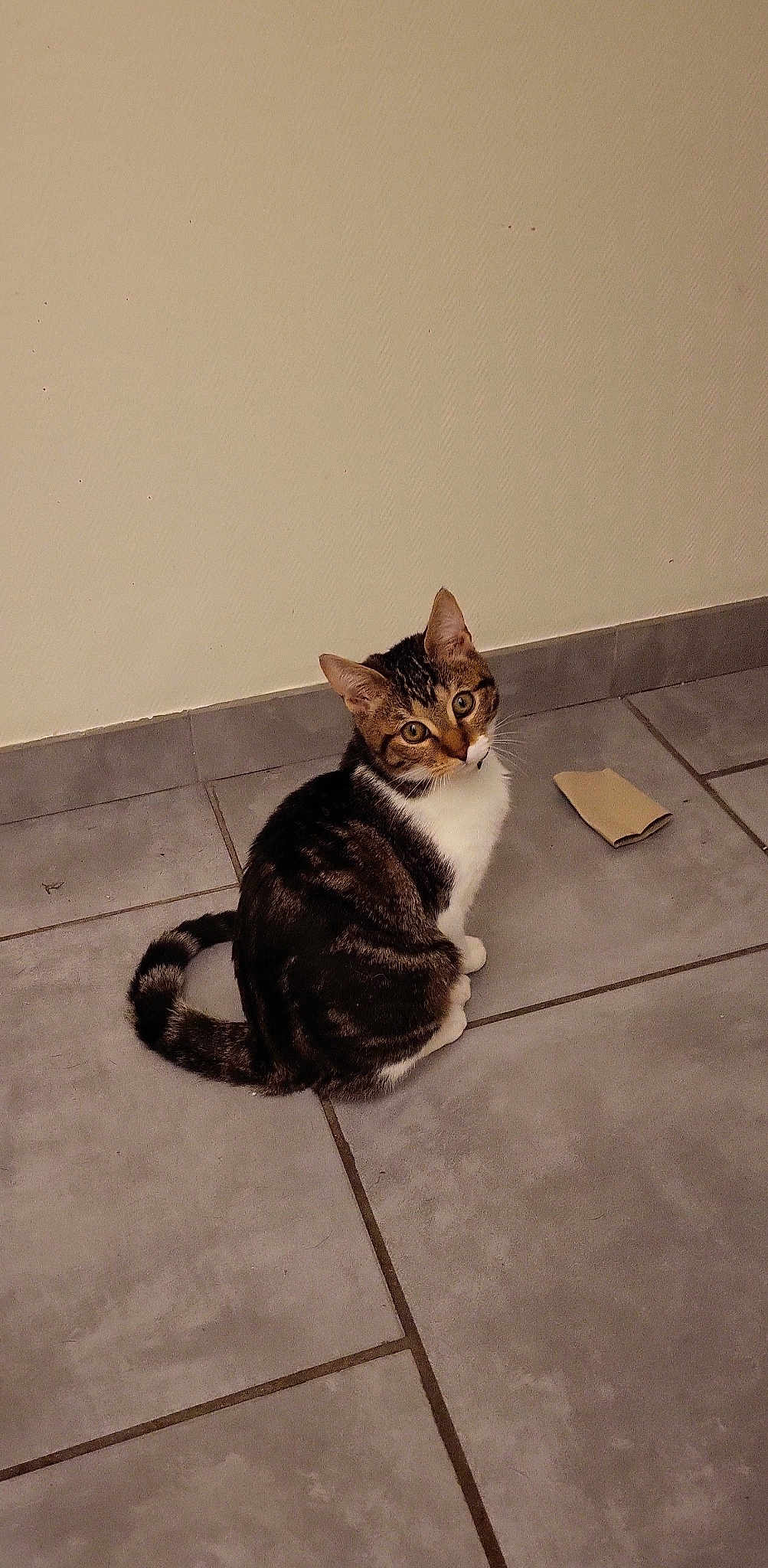 Chouquette