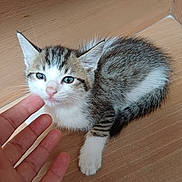 Michou a rejoint le concours — aidez-le/la à gagner de superbes lots ! kitten, cat, pet, animal, fur, whiskers, hand, wooden_floor, striped, cute, small, young, indoor, curious, paw, ears, closeup, domestic_cat, resting, friendly
