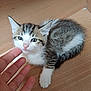 kitten, cat, pet, animal, fur, whiskers, hand, wooden_floor, striped, cute, small, young, indoor, curious, paw, ears, closeup, domestic_cat, resting, friendly