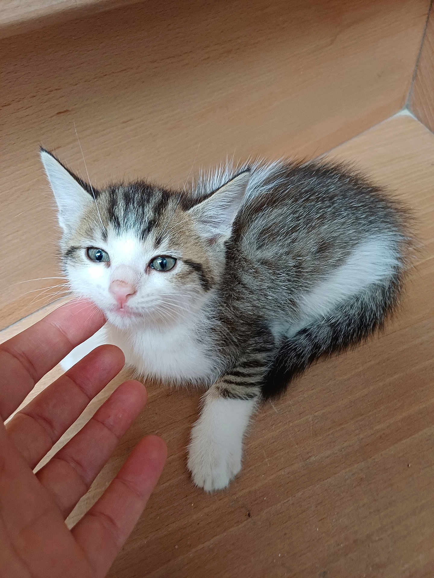 Michou a rejoint le concours — aidez-le/la à gagner de superbes lots ! kitten, cat, pet, animal, fur, whiskers, hand, wooden_floor, striped, cute, small, young, indoor, curious, paw, ears, closeup, domestic_cat, resting, friendly