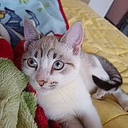 Moka a rejoint le concours — aidez-le/la à gagner de superbes lots ! animal, bed, blanket, blue_eyes, cat, close_up, cozy, curious, cute, domestic, feline, fur, indoor, lying_down, pet, portrait, relaxed, soft_texture, whiskers, young